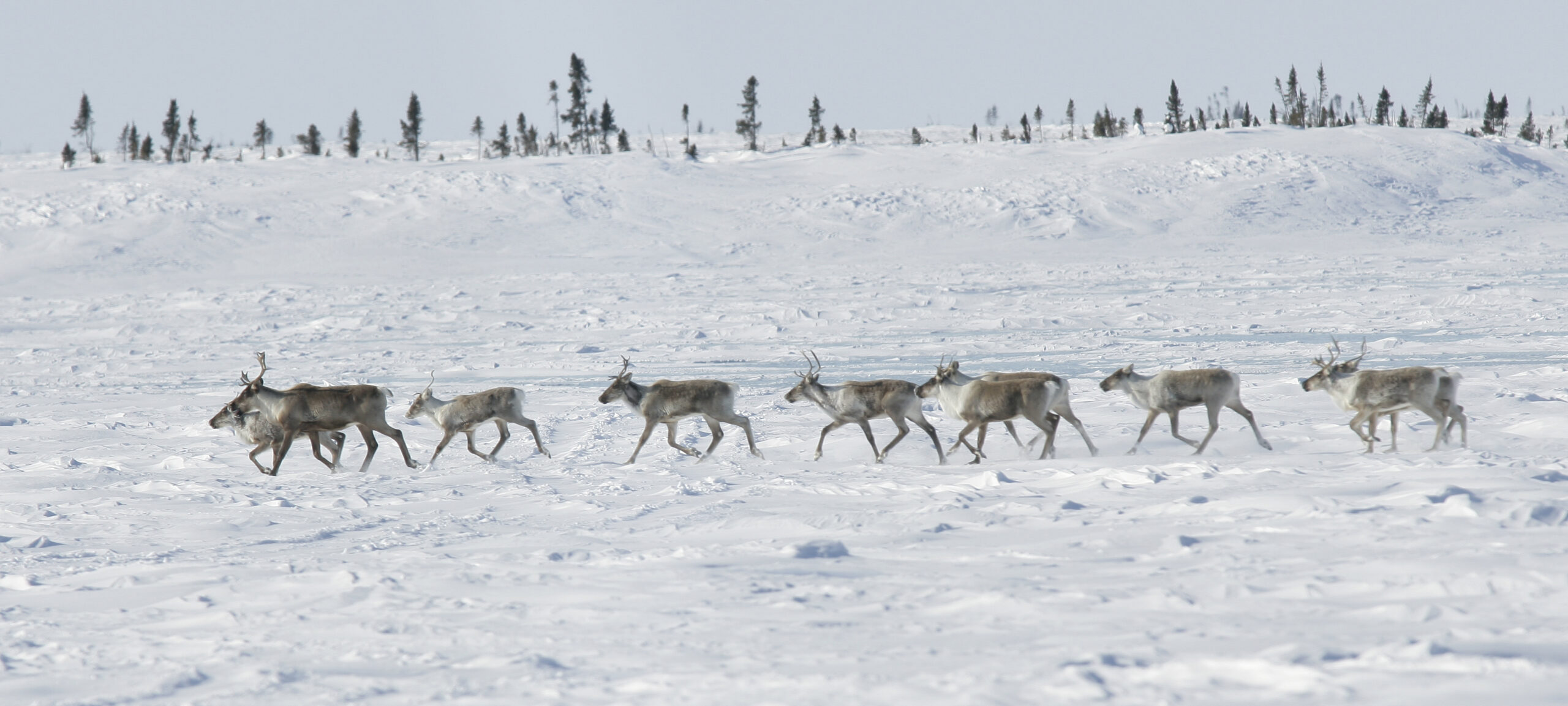 A herd of Barren-ground caribou move through a snowy winter landscape