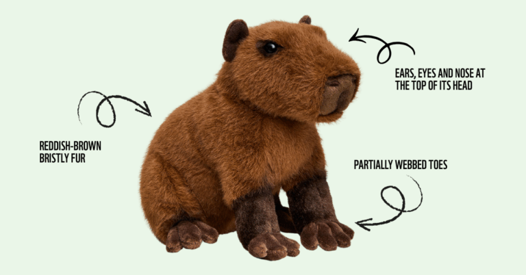 Eight facts you didn’t know about the capybara - WWF.CA