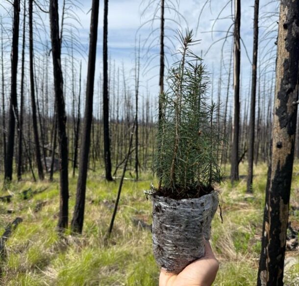 A douglas fir seedling held up at arms length with a background of burned tree trunks and lush green forest floor