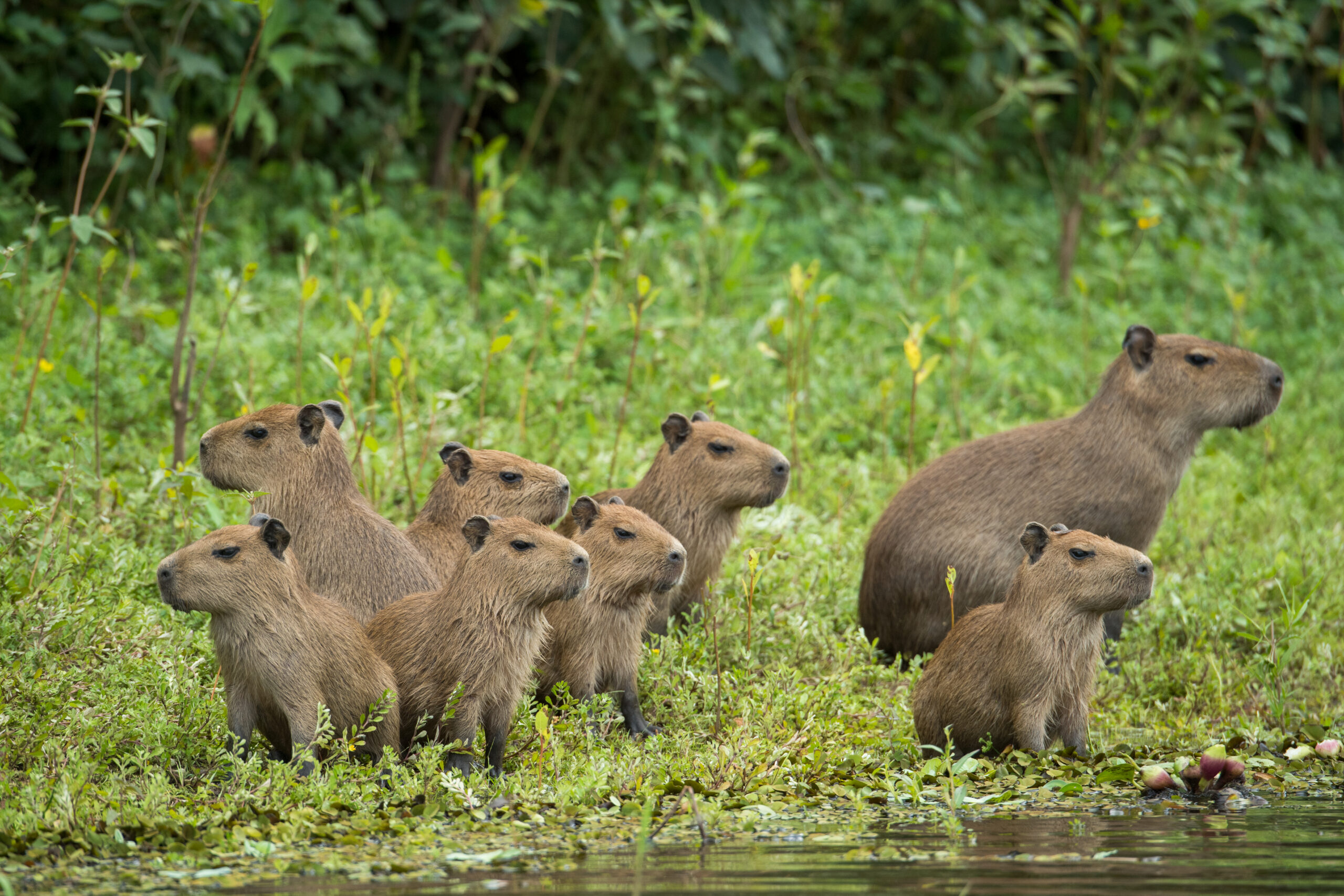 A group of 8 capybaras standing on the grass near the edge of water