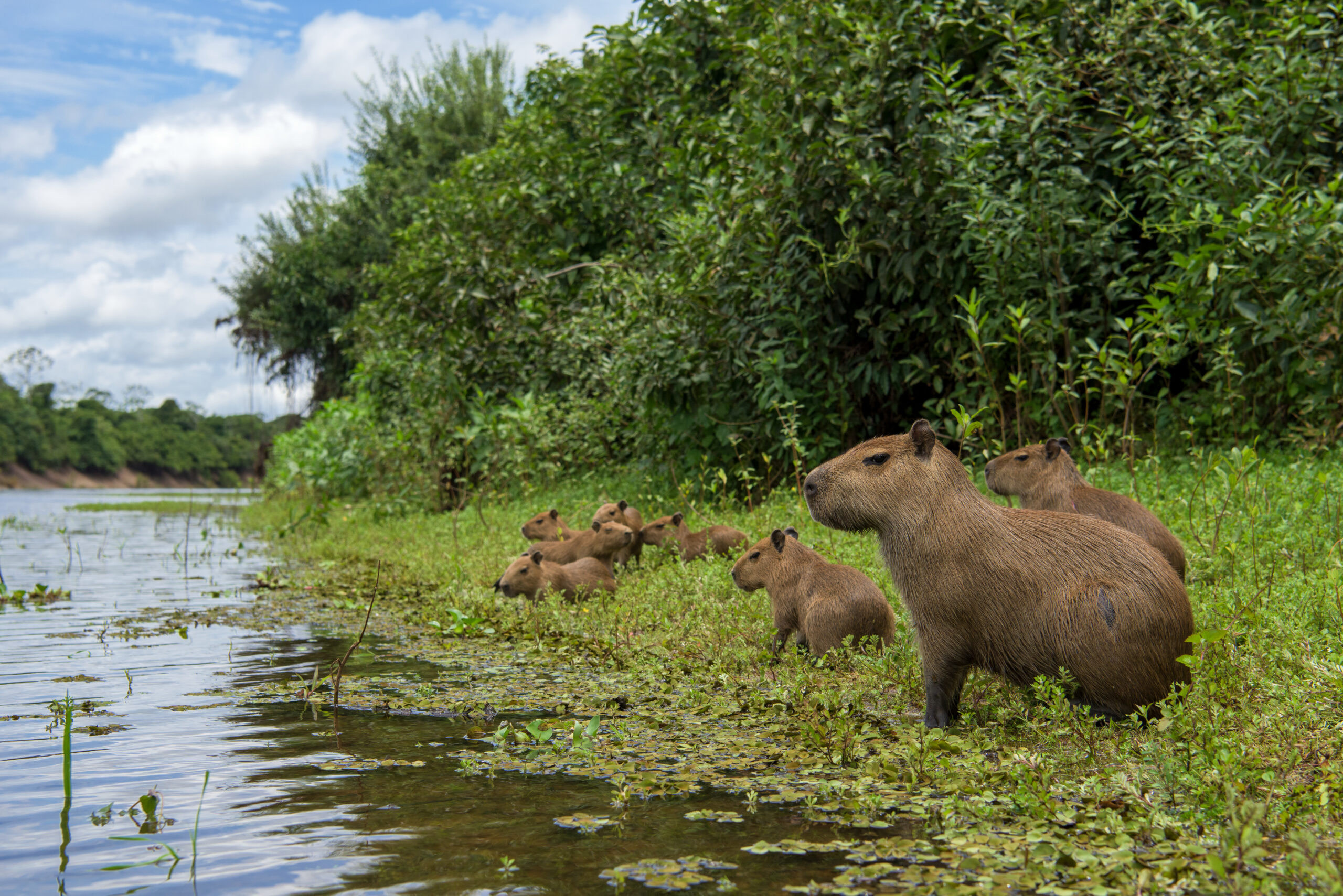 Capybaras along the San Martin River, Beni Department of Bolivia