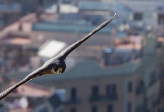 A peregrine falcon glides through the air in an urban landscape