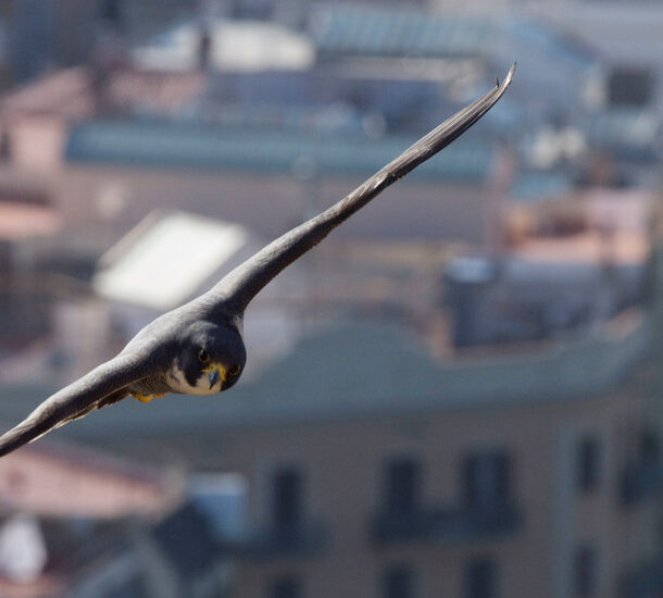 A peregrine falcon glides through the air in an urban landscape