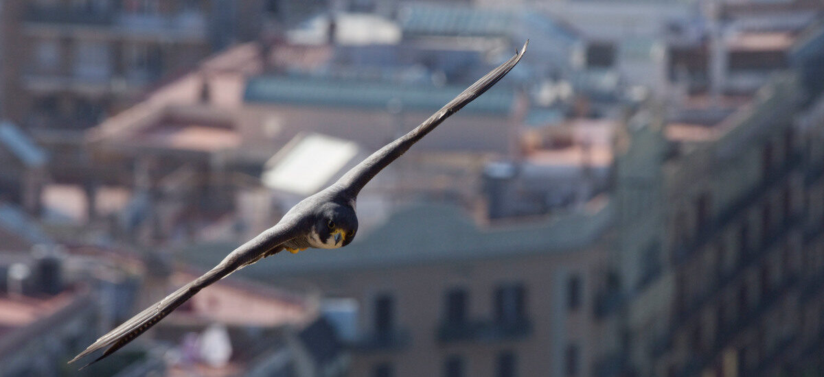 A peregrine falcon glides through the air in an urban landscape