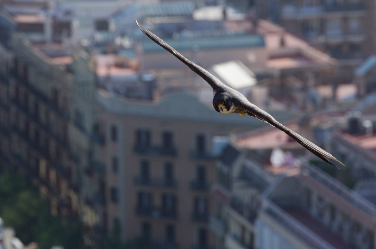 A peregrine falcon glides through the air in an urban landscape