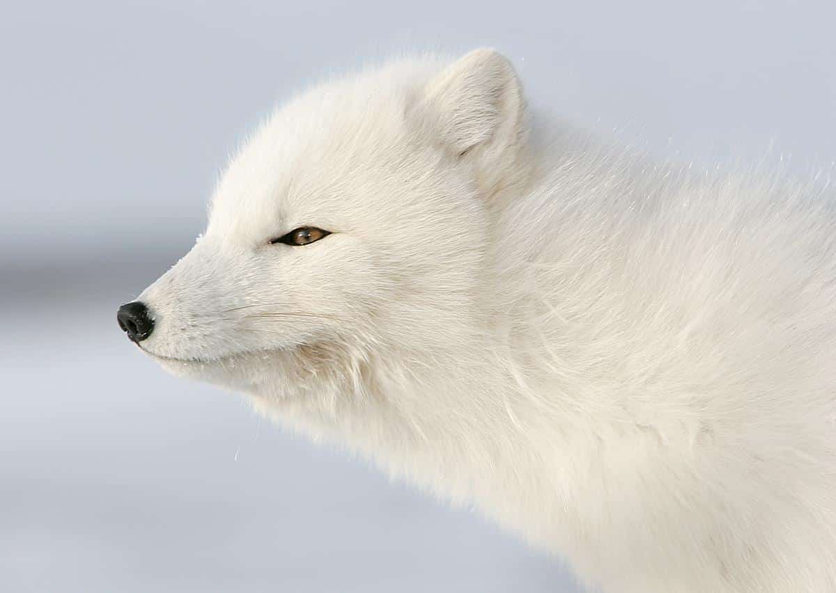 Un renard arctique de profil