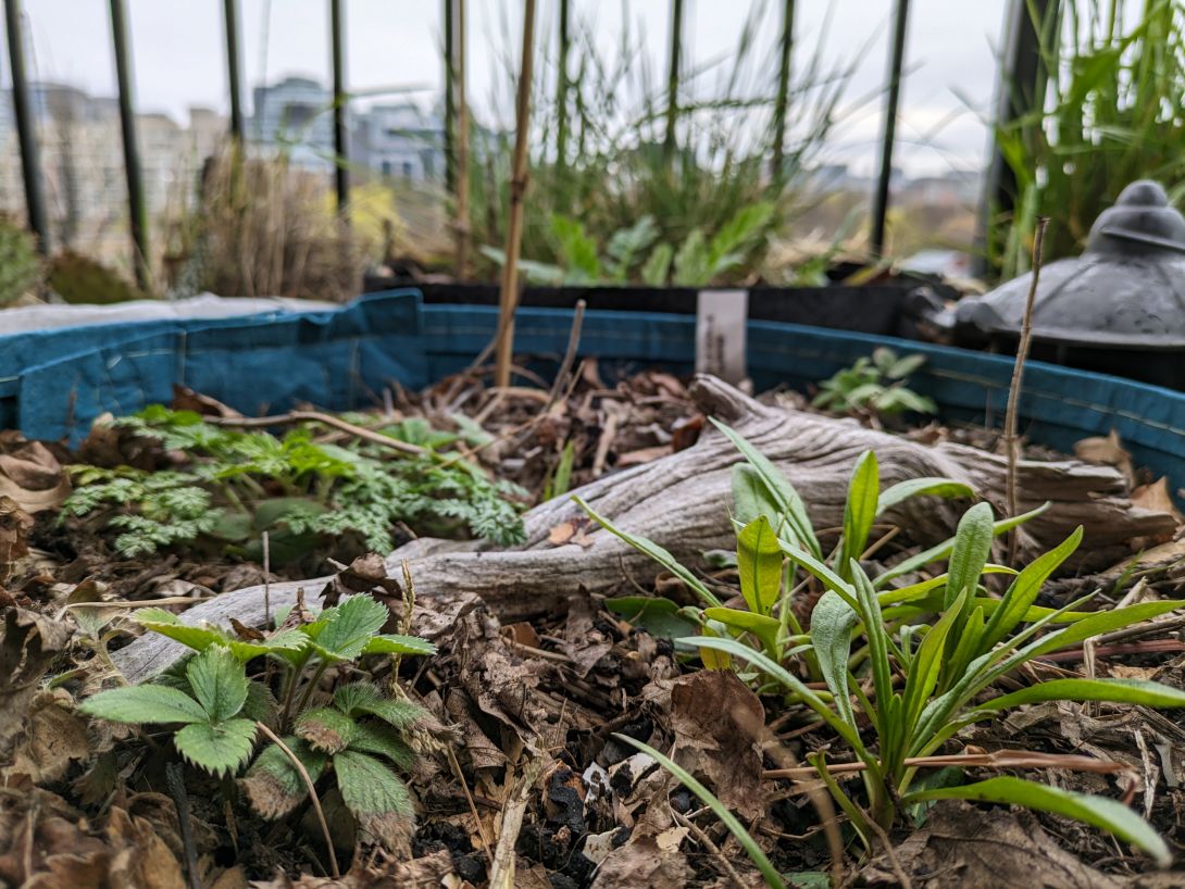 Young plants of several species springing up in a container of soil with additional planters, balcony railings and buildings in the background.