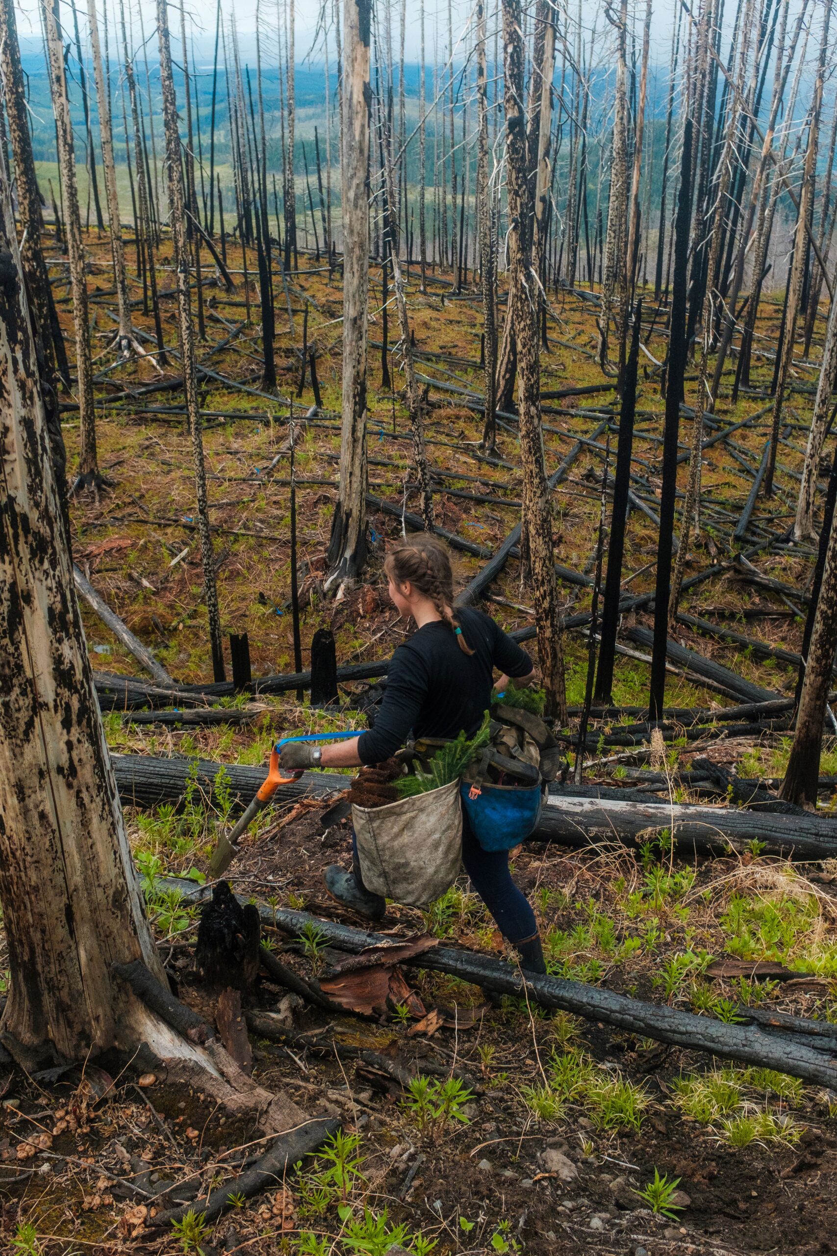 Woman with shovel and tree seedlings walking through a burned forest.