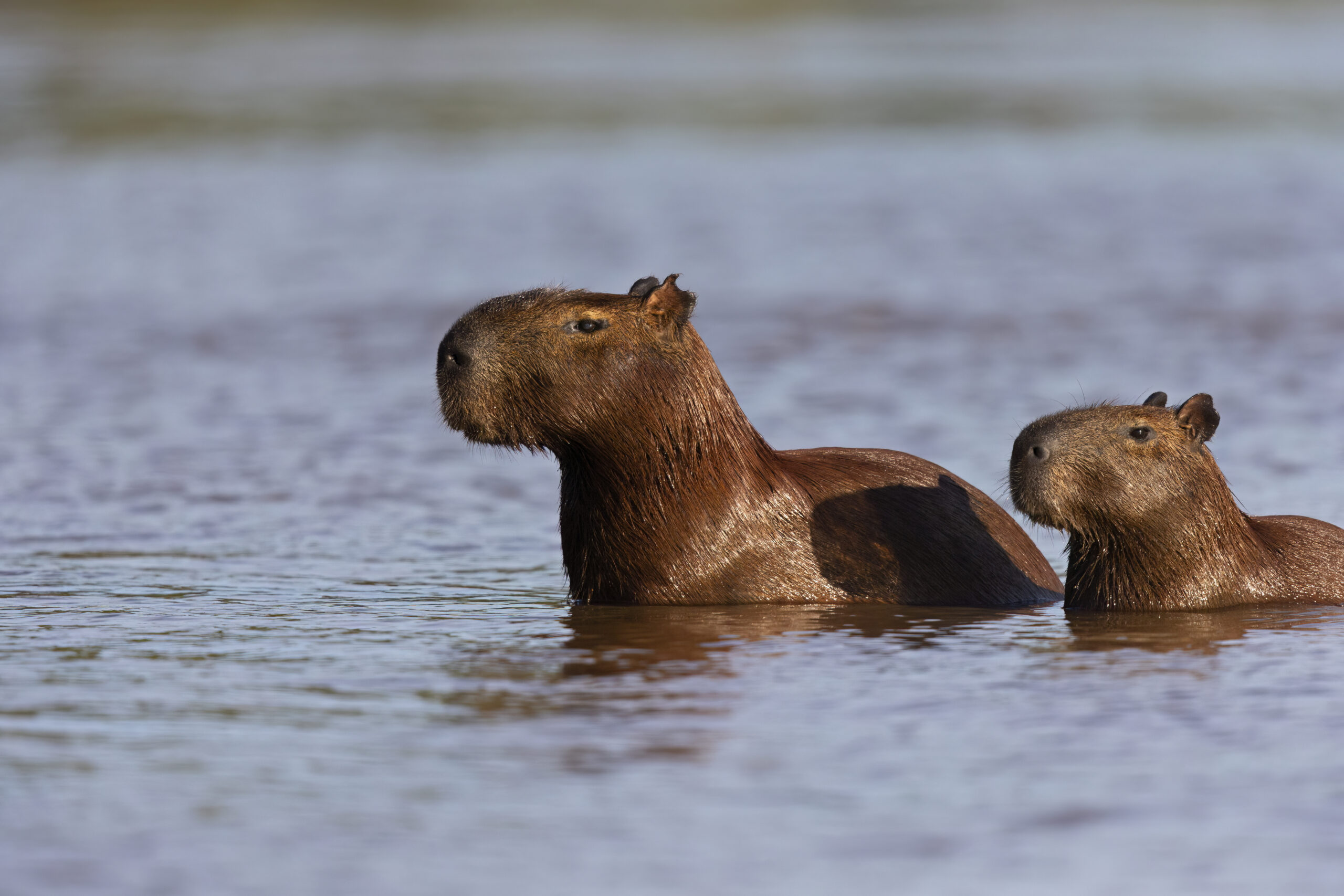 Twoc capybaras wading in the water