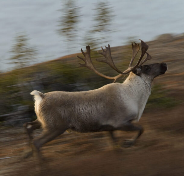 Caribou (Rangifer tarandus) from the George River area, Labrador, Canada.