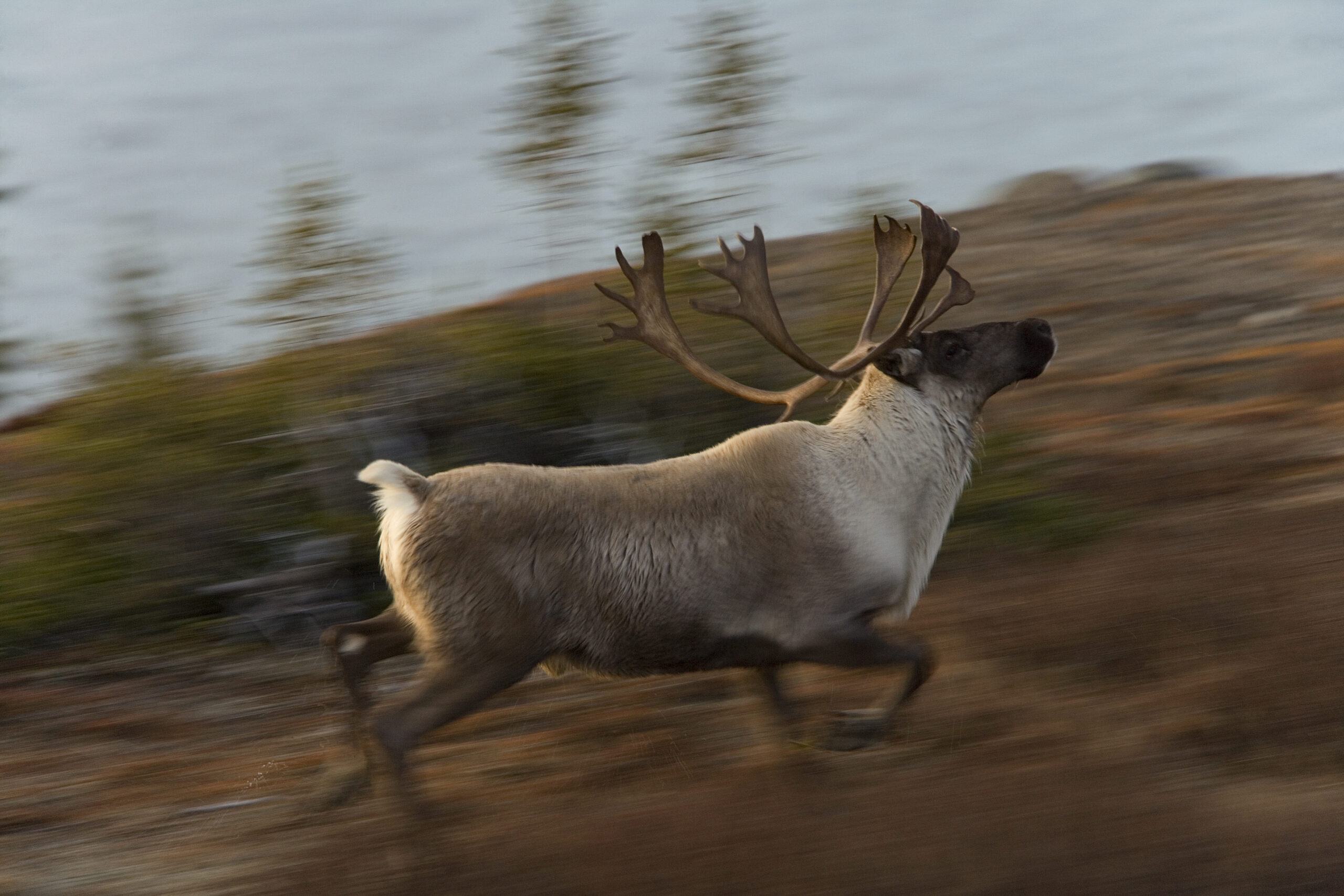 Caribou (Rangifer tarandus) from the George River area, Labrador, Canada.
