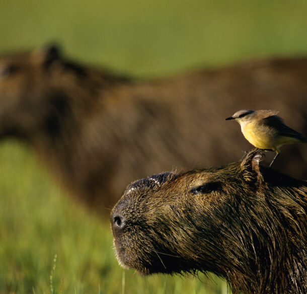 A capybara with a yellow bird on its head.