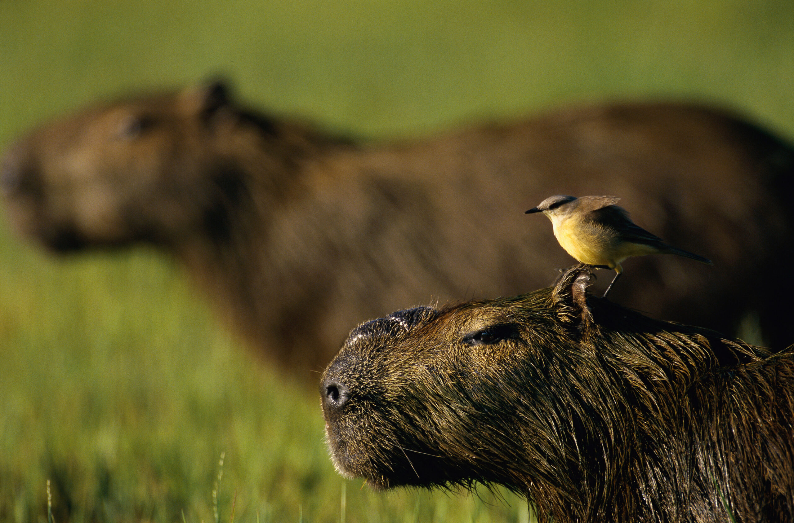 A capybara with a yellow bird on its head.