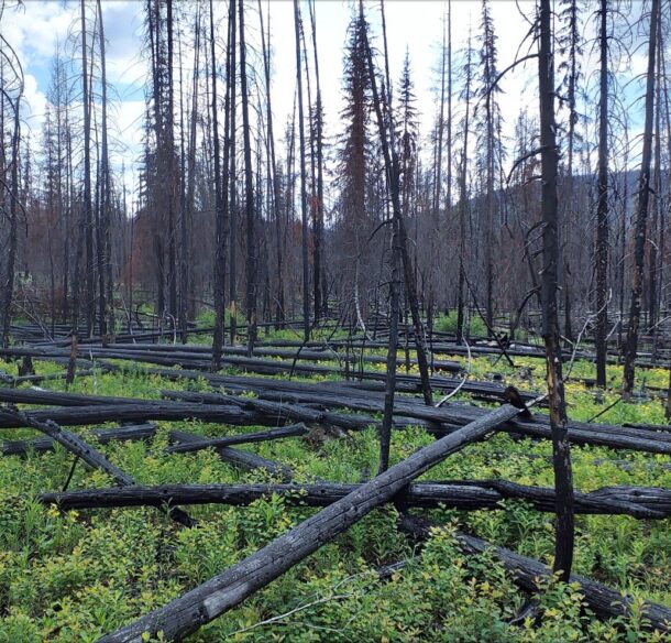 Fresh greenery can be seen growing around scorched trees and under fallen, blackened tree trunks.