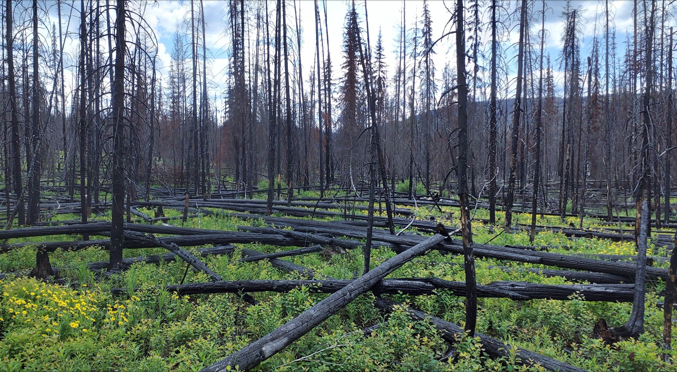 Fresh greenery can be seen growing around scorched trees and under fallen, blackened tree trunks.