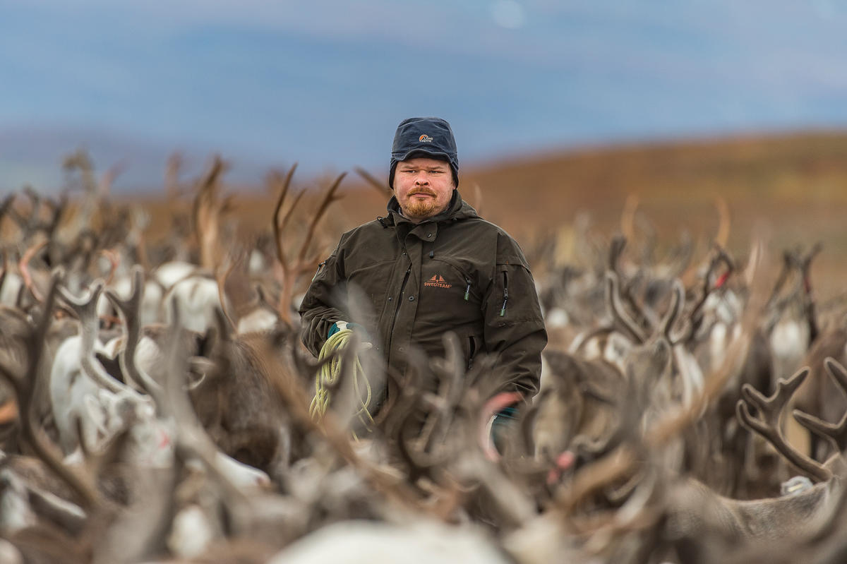 Sámi herder surrounced by reindeer