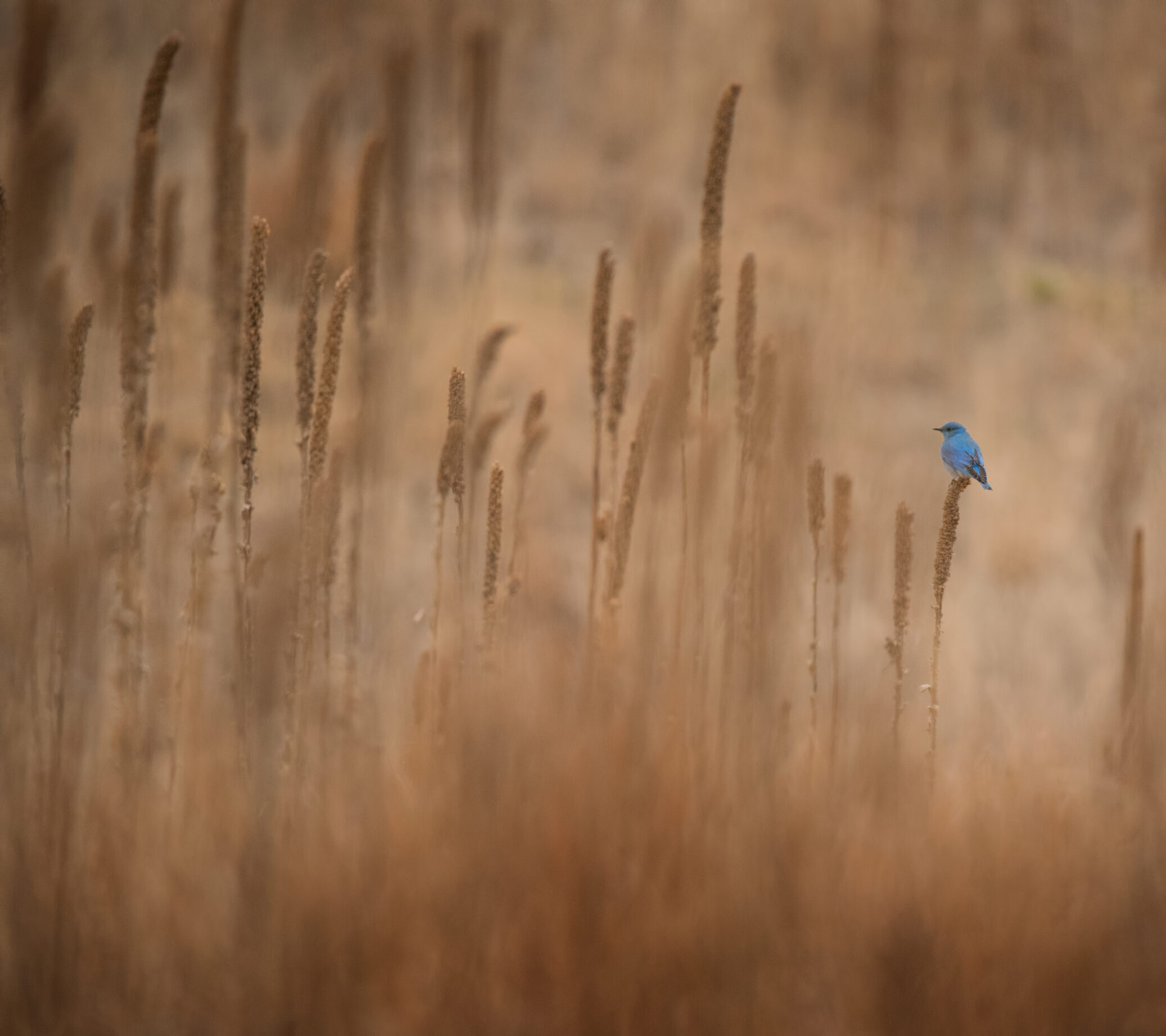 Mountain bluebird in a field atop Cedar Butte, South Unit of Badlands National Park, United States.