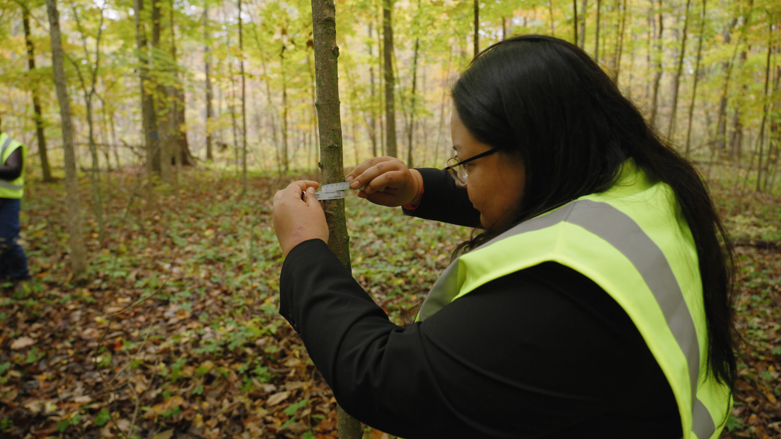 A person wearing a safety vest measures the diameter of a small tree trunk in a forest during fall.