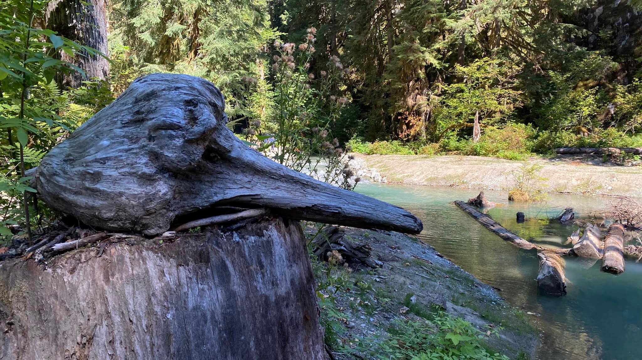 View of salmon spawning stream in the forest on a sunny day with driftwood in the foreground.