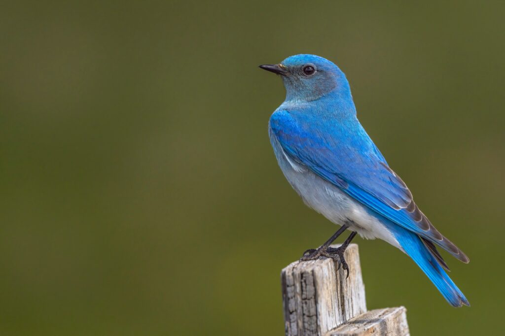 A handsome male mountain bluebird perches on a nest box. He is a striking blue against a blurred green backdrop.