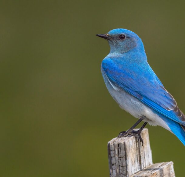 A handsome male mountain bluebird perches on a nest box. He is a striking blue against a blurred green backdrop.