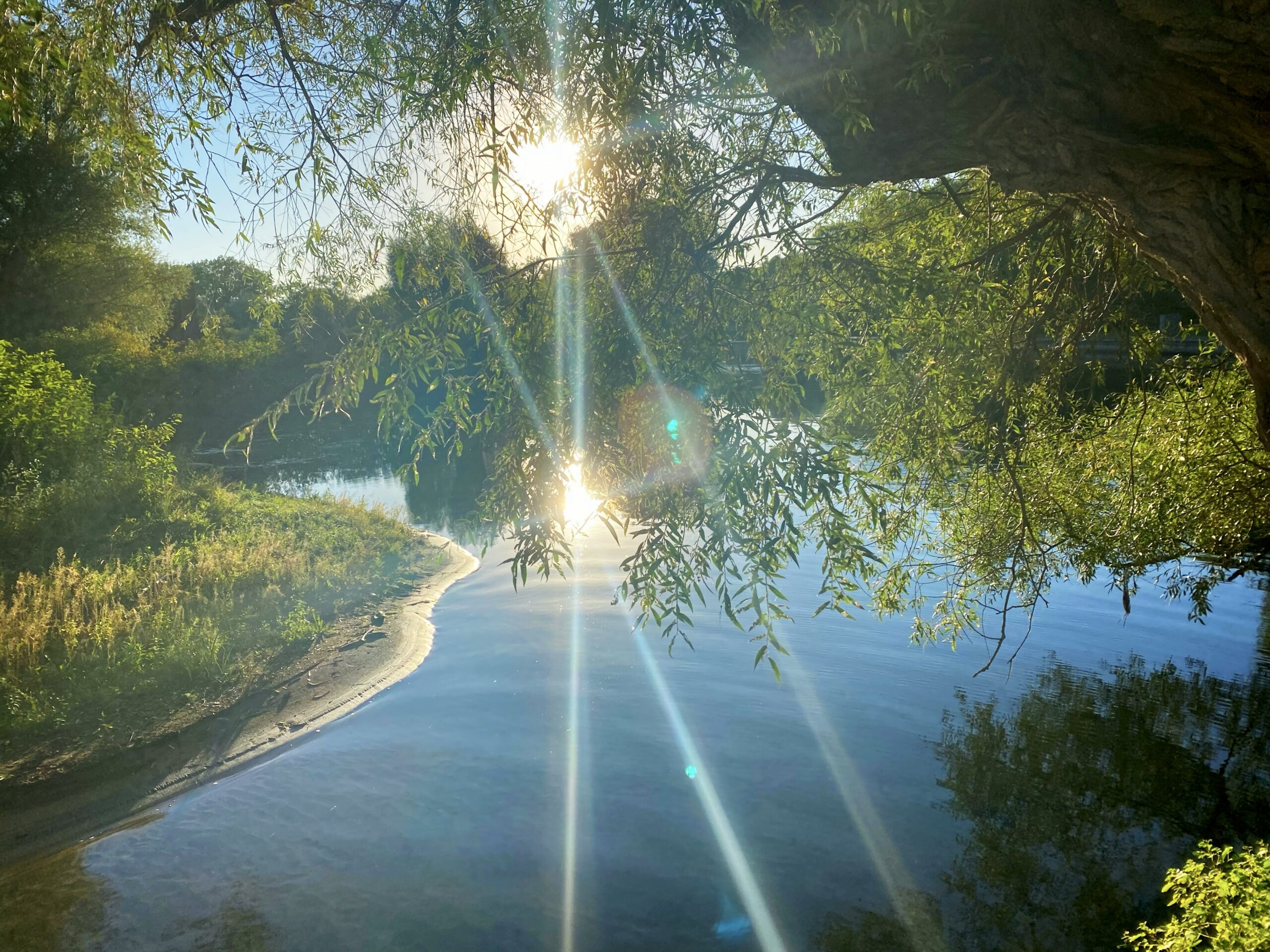 sun reflected though trees onto a pond in southern Ontario