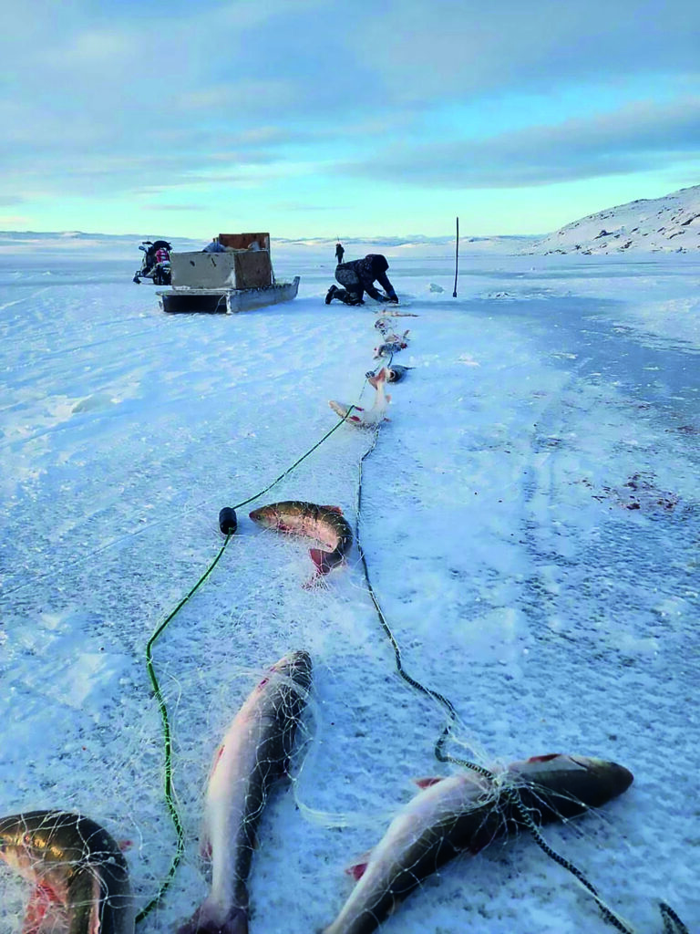 Harvested fish on the Arctic ice