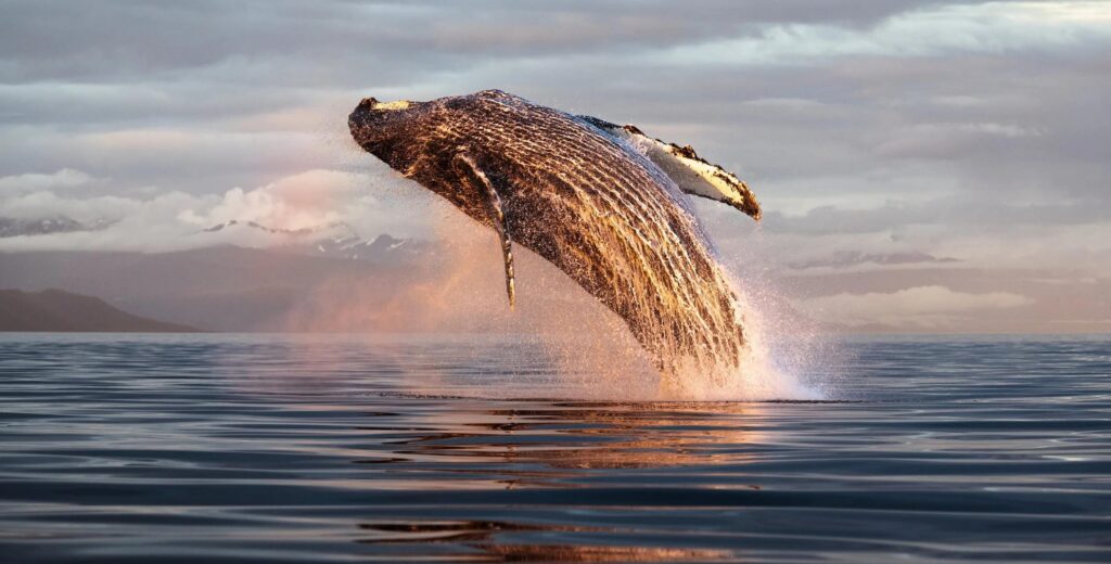humback breaching during sunset