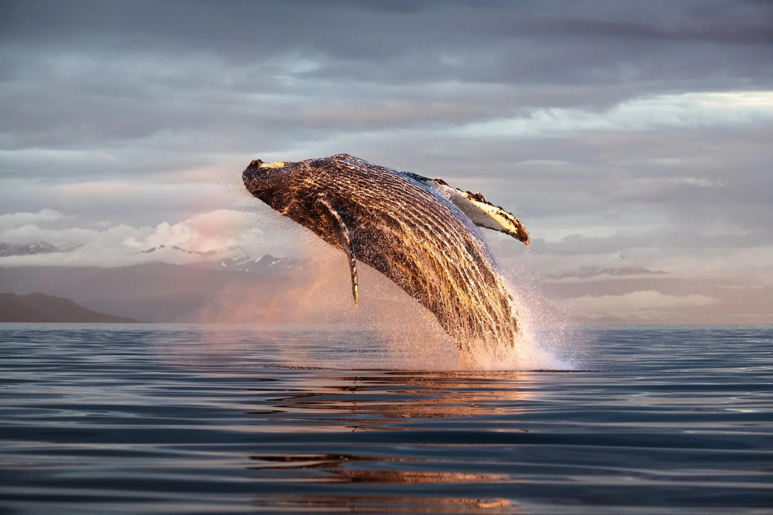 humback breaching during sunset