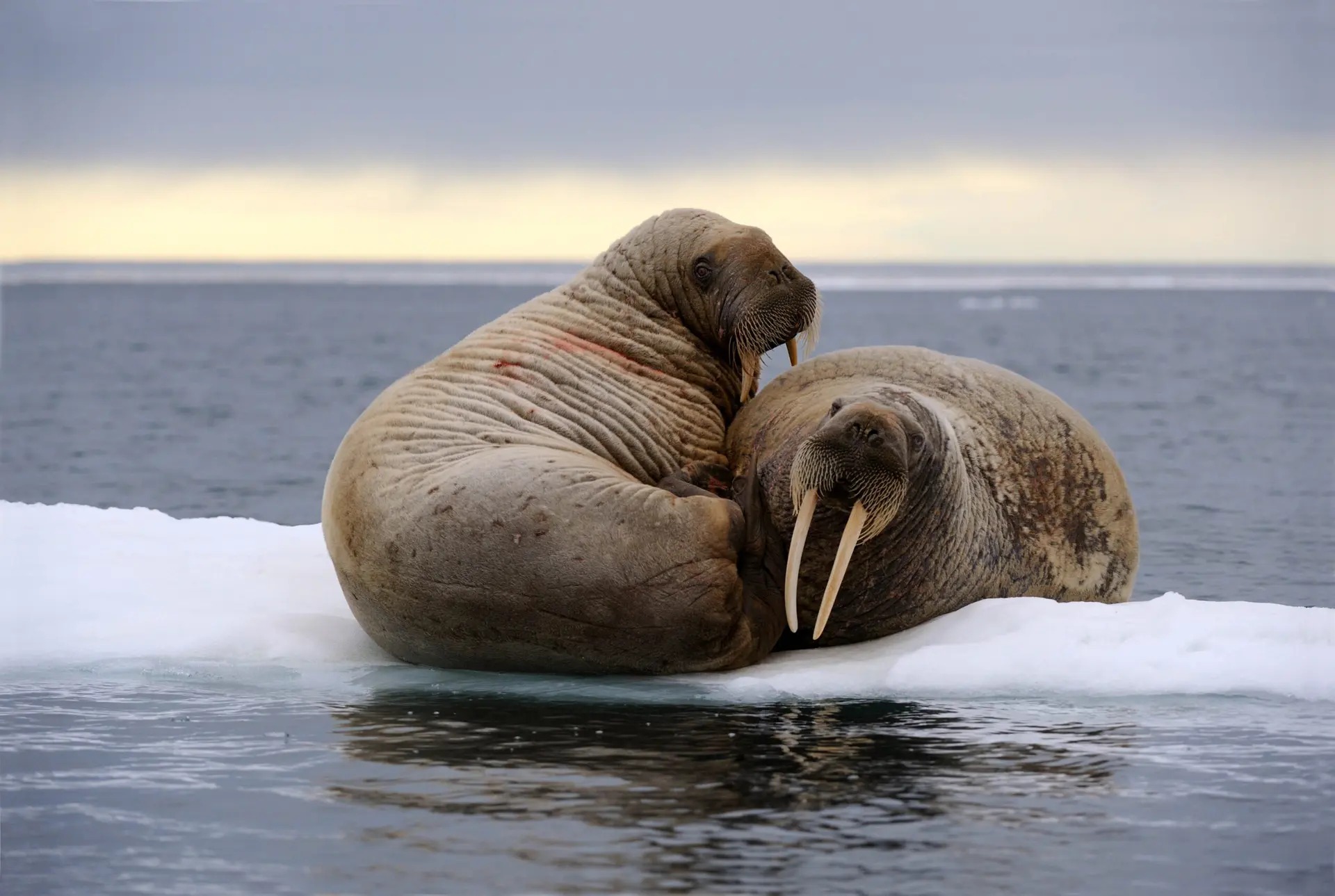Two walrus resting on ice.