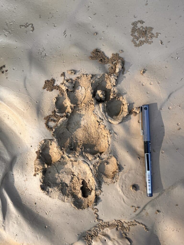 A tiger foot print in mud