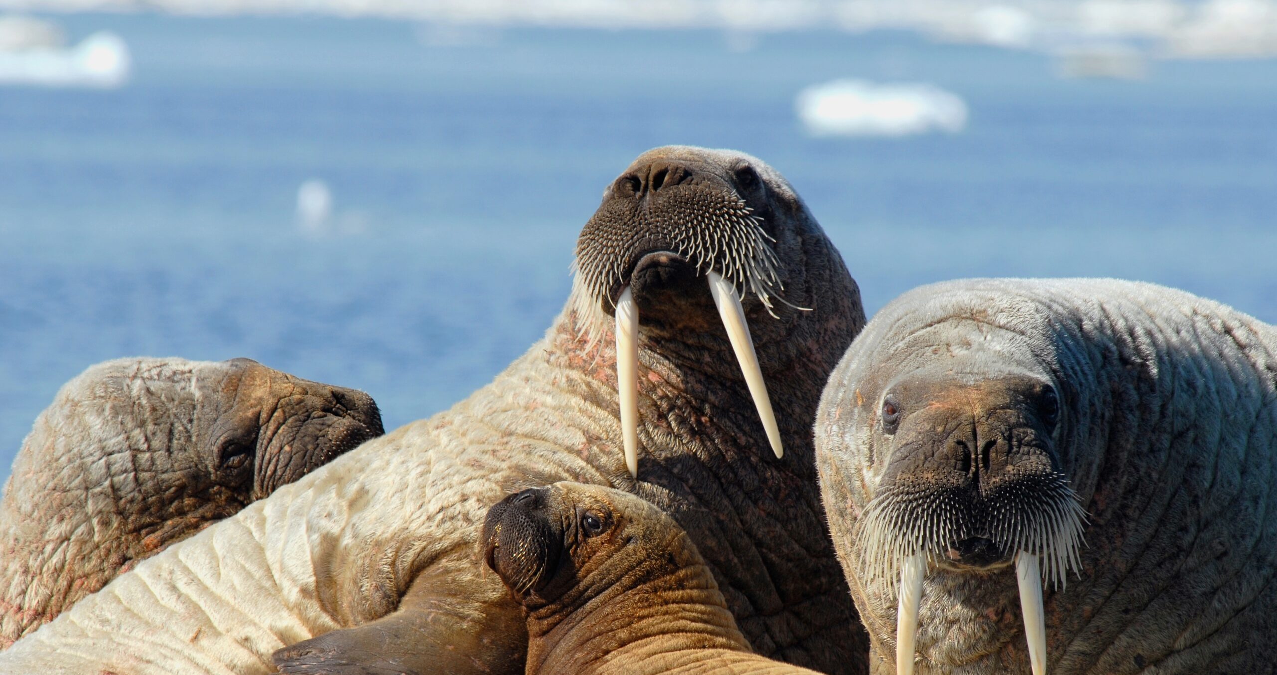 herd of Atlantic walruses on a sea ice haulout