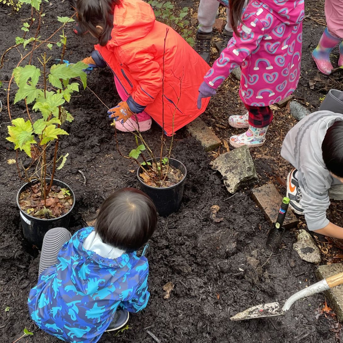 Four kindergarten-age children wearing colourful rain coats kneel and stand in mud near three potted shrubs, a shovel and a spade.