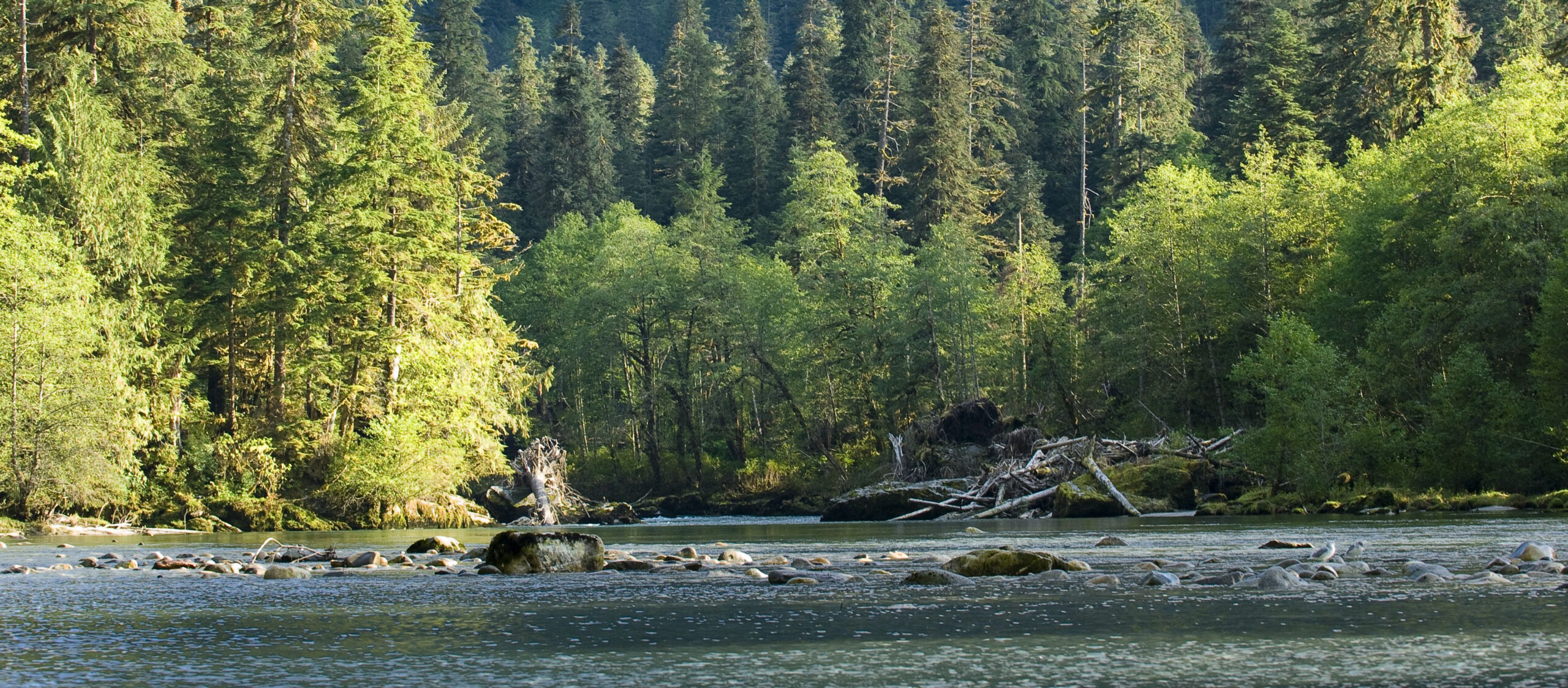 Khutze Estuary in the heart of the Great Bear Rainforest, British Columbia, Canada