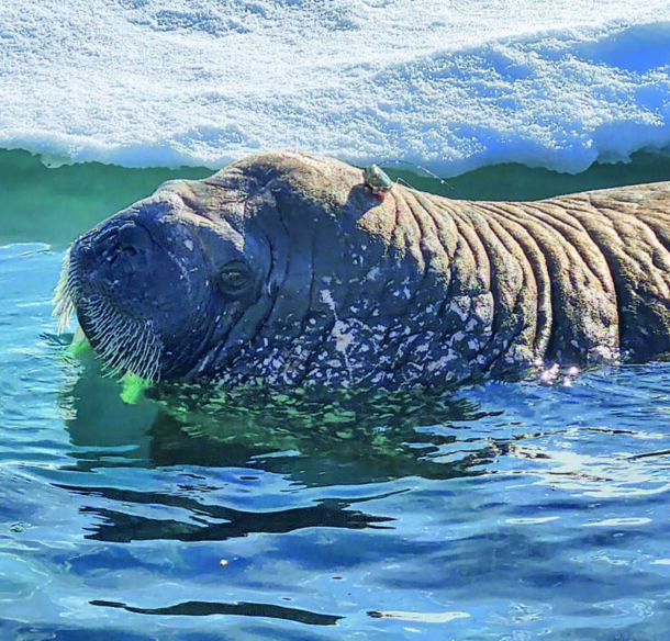 A walrus fitted with a satellite tracking tag