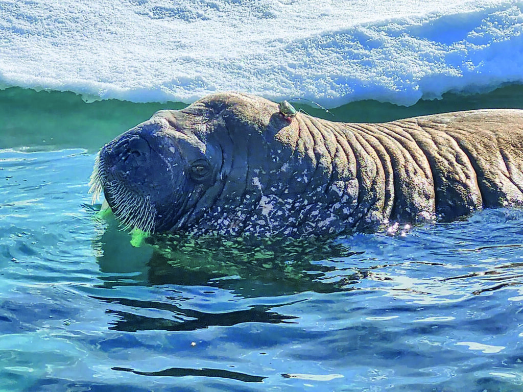 A walrus fitted with a satellite tracking tag
