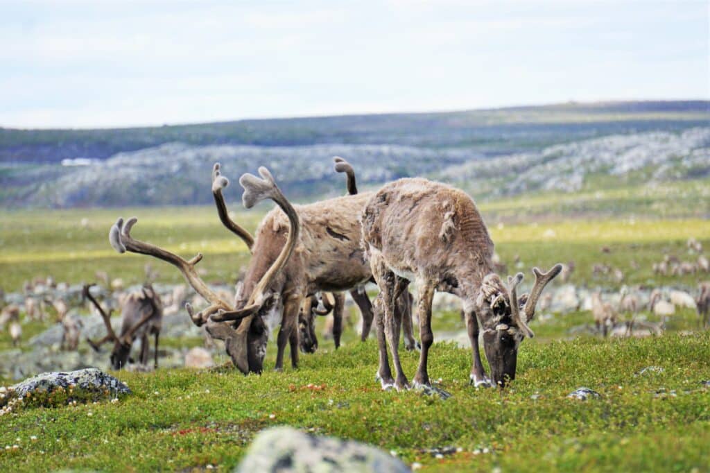 New maps reveal dramatic decline of an Arctic caribou migration range