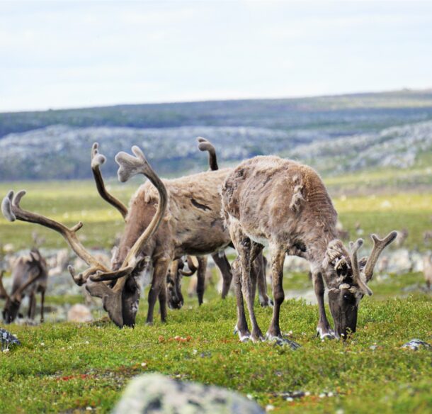 caribou eating grass