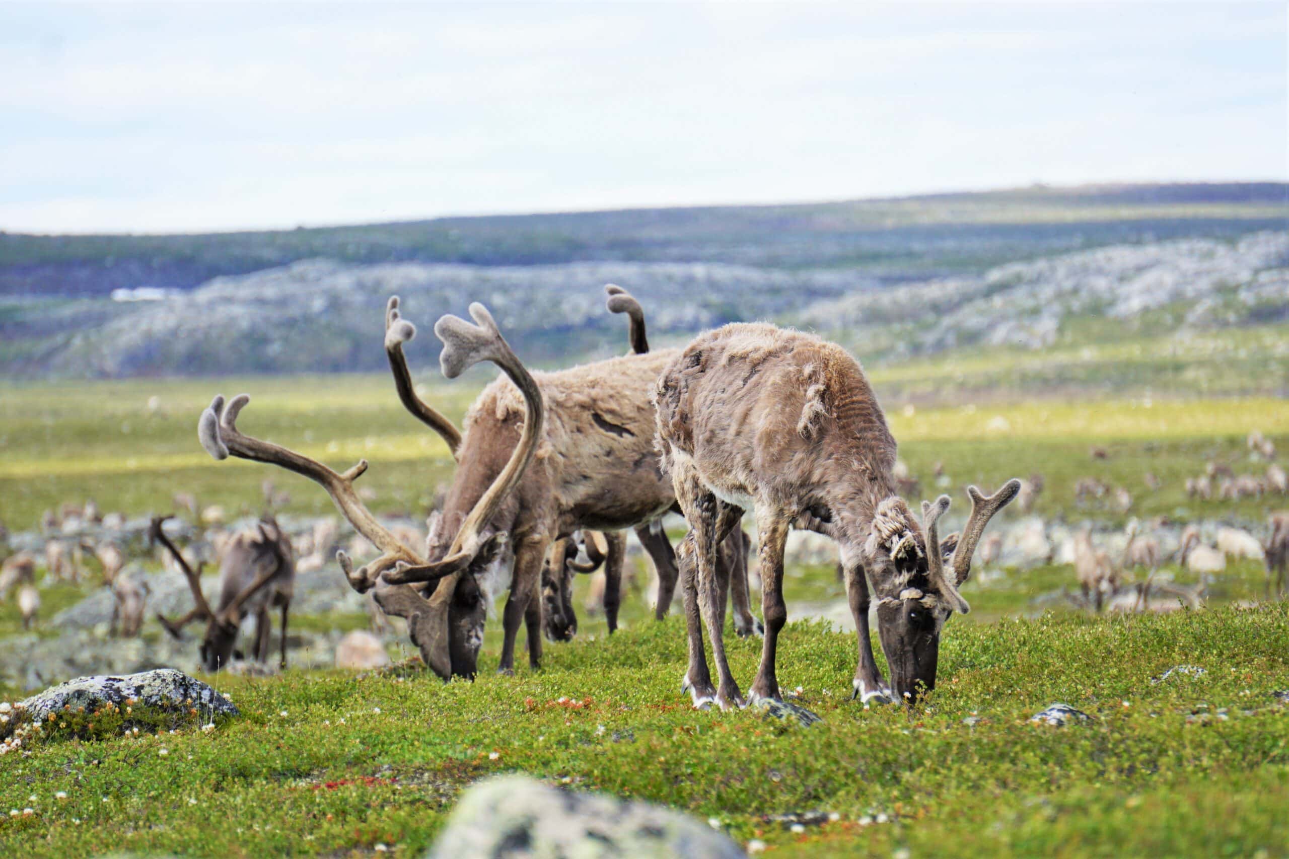caribou eating grass