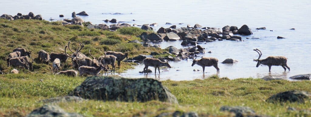 Caribou cooling off in water