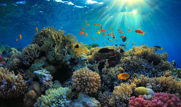Vibrant coral reef with colourful fish