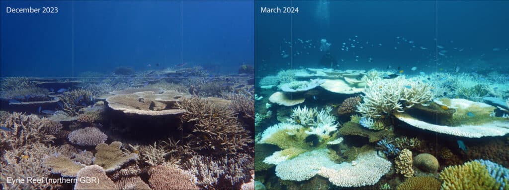 George Roff Corals Heat waves cause coral bleaching in the Great Barrier Reef