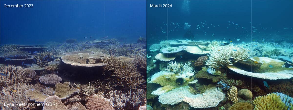 Coral bleaching on the Great Barrier Reef