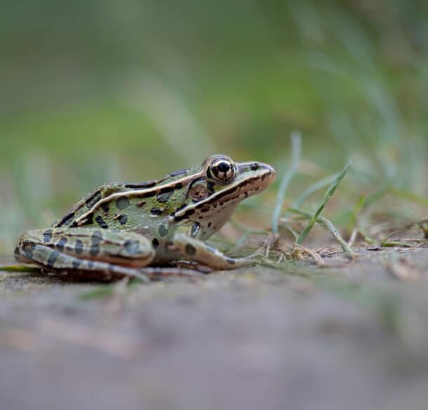 Northern leopard frog in Presqu'ile Provincial Park, Canada