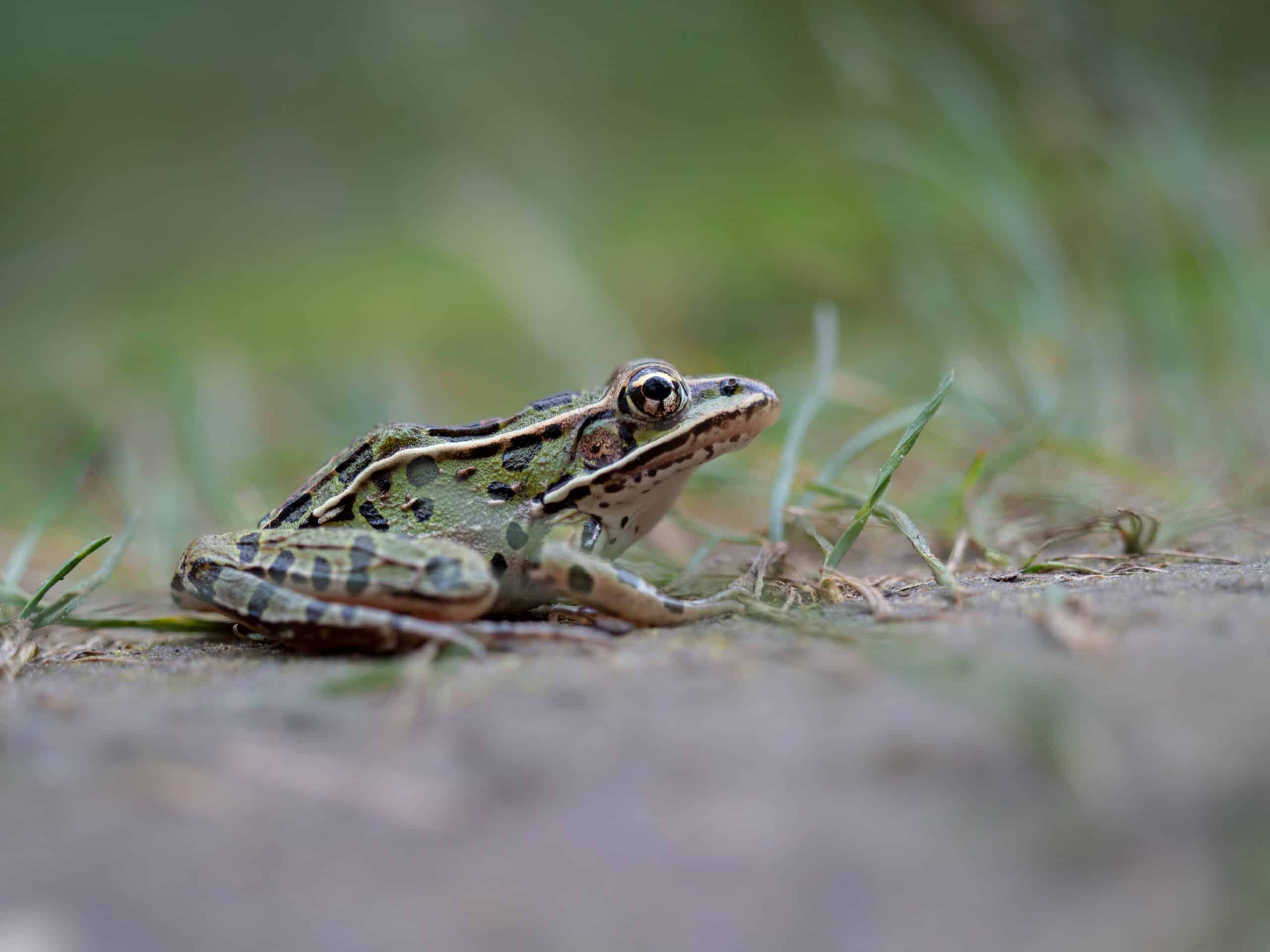 Northern leopard frog in Presqu'ile Provincial Park, Canada