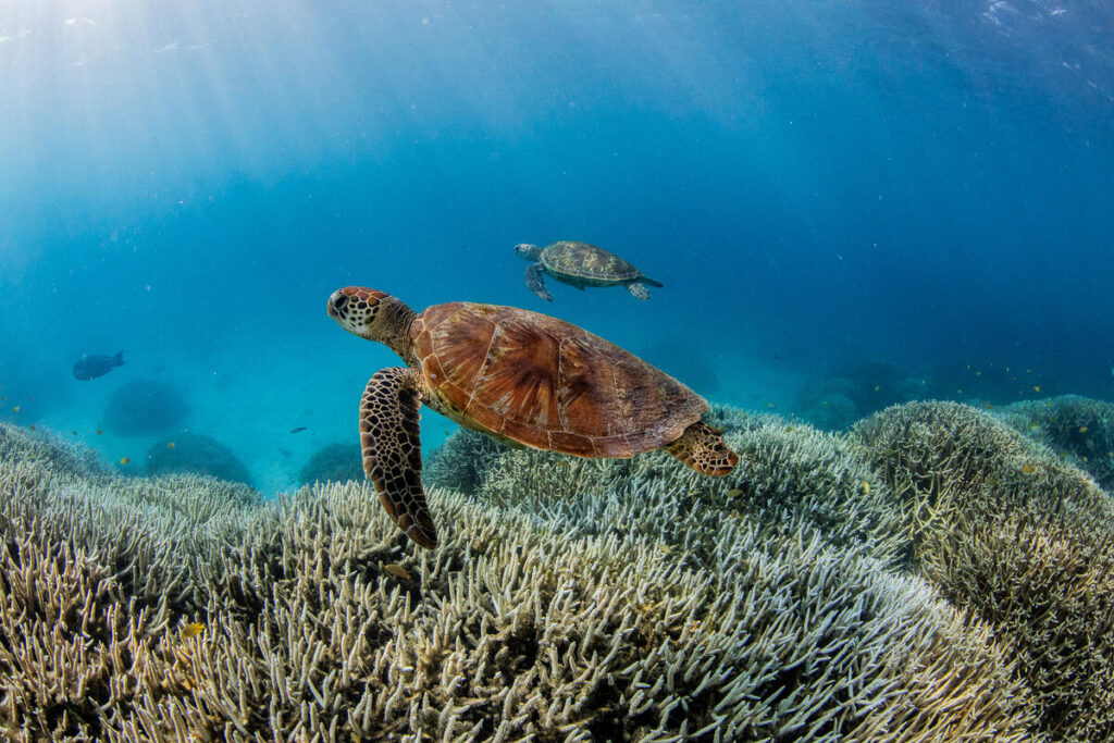 Turtles swimming over bleached coral reef