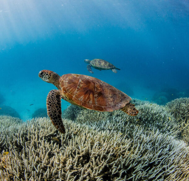 Turtles swimming over bleached coral reef