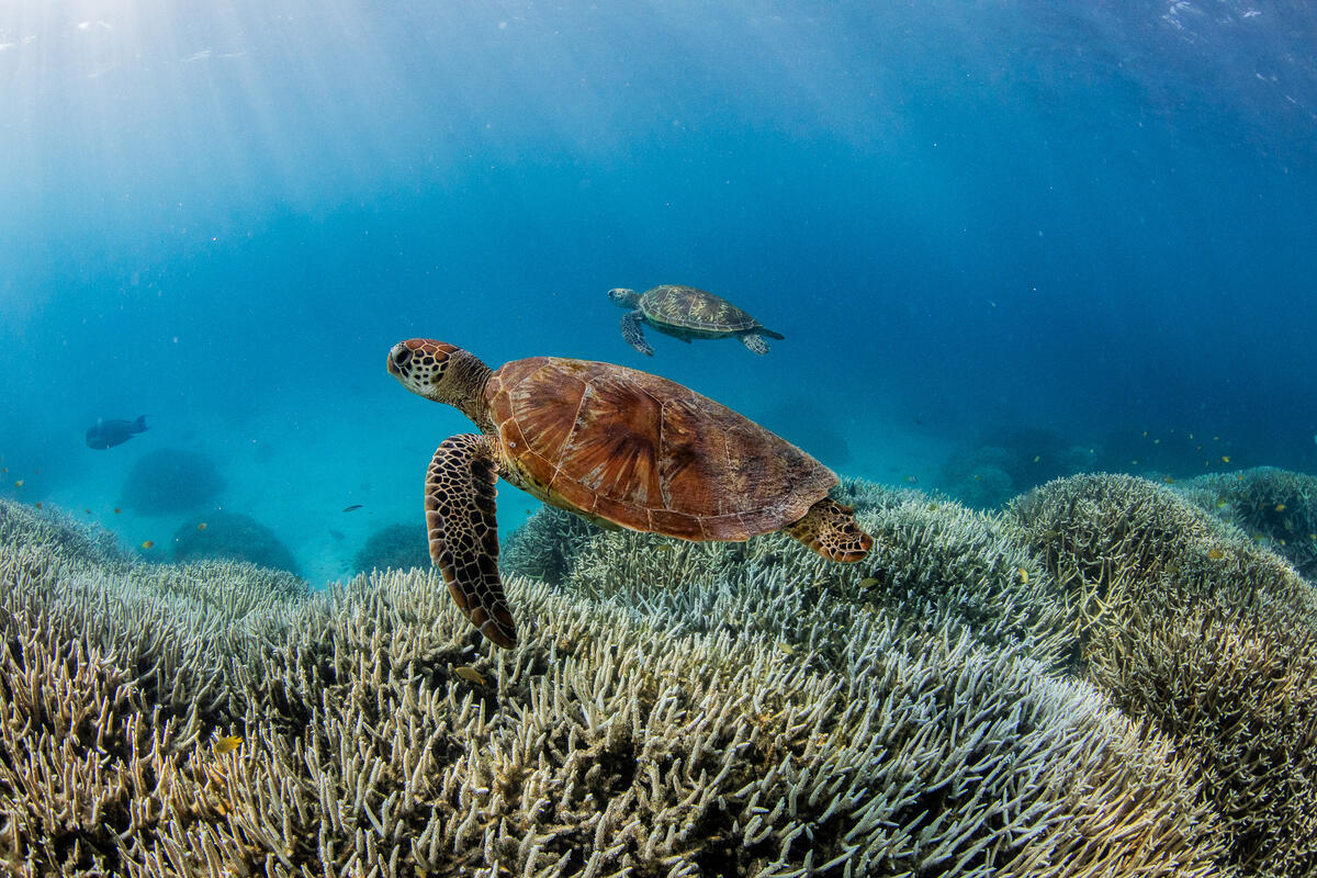 Turtles swimming over bleached coral reef