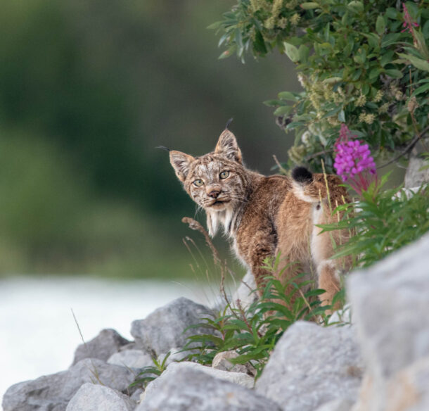 for picture: Canadian lynx seen in the summertime in Yukon Territory, Canada. Poking its head out of a rocky landscape, summertime bushes.