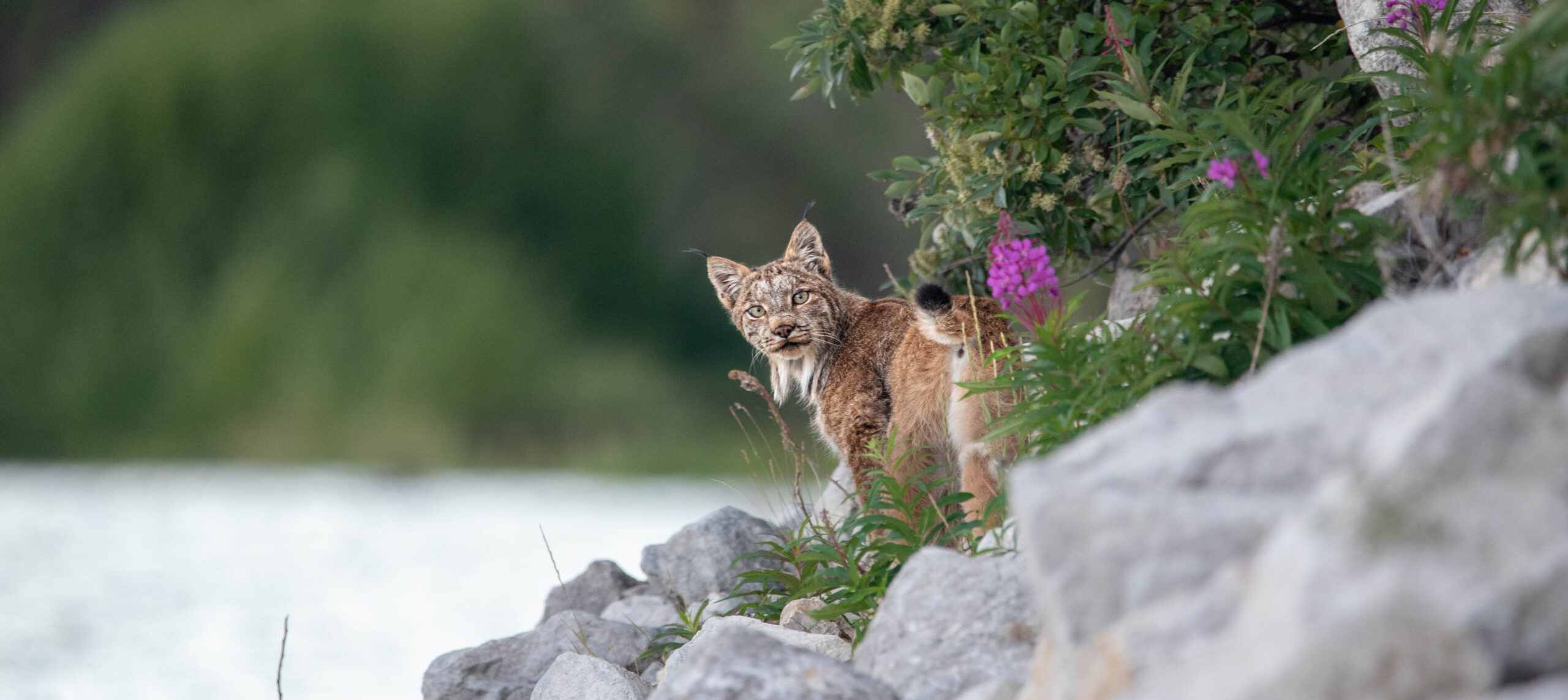 for picture: Canadian lynx seen in the summertime in Yukon Territory, Canada. Poking its head out of a rocky landscape, summertime bushes.